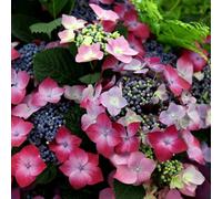 Plant Theory Kardinal Violet Outdoor Shrub Plant Hydrangea Macrophylla 2L Pot