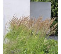 Plant Theory Karl Foerster Feather Reed Grass Calamagrostis Acutiflora Outdoor Plant 2L Pot in Green Plant Theory Green