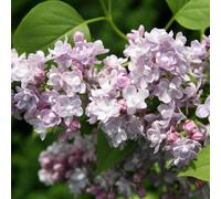 Plant Theory Katherine Havemeyer Common Lilac Shrub Plant Syringa Vulgaris 3L Pot in Green Plant Theory Green