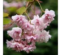 Plant Theory Kiku-Shidare-Zakura Flowering Cherry Blossom Tree Prunus Bare Root 1.2M