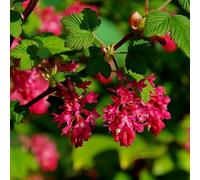 Plant Theory King Edward Vii Flowering Currant Shrub Plant Ribes 12L Pot 1M - 1.25M