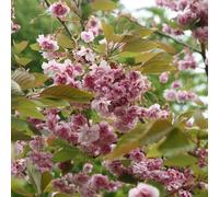 Plant Theory Kofugen Japanese Flowering Cherry Blossom Tree Outdoor Prunus Bare Root 1.2M