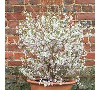 Plant Theory Kojo-No-Mai Fuji Cherry Outdoor Shrub Plant Prunus Incisa 2L Pot