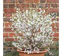 Plant Theory Kojo-No-Mai Fuji Cherry Outdoor Shrub Plant Prunus Incisa 2L Pot in Green Plant Theory Green