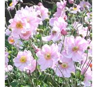 Plant Theory Konigin Charlotte Japanese Anemone Perennials Flowering Plants 2L Pot