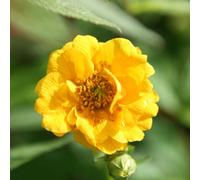 Plant Theory Lady Stratheden Avens Perennials Flowering Plants Geum 2L Pot