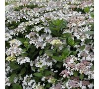 Plant Theory Lanarth White Outdoor Shrub Plant Hydrangea Macrophylla 2L Pot in Green Plant Theory Green