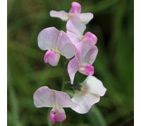 Plant Theory Lathyrus Latifolius Rosa Perle White Flowering Climbing Plant 60Cm Cane 3L Pot