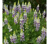 Plant Theory Lavender Spires Tree Lupin Outdoor Shrub Plant Lupinus Arboreus 2L Pot