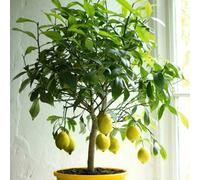 Plant Theory Lemon Four Seasons Fruit Bush Citrus X Limon Fruiting Shrub Plant 21Cm Pot