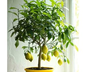 Plant Theory Lemon Four Seasons Fruit Bush Citrus X Limon Fruiting Shrub Plant 21Cm Pot