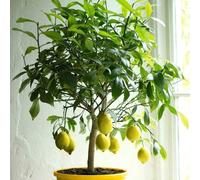 Plant Theory Lemon Four Seasons Fruit Bush Citrus x limon Fruiting Shrub Plant 21cm Pot in Green Plant Theory Green