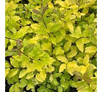 Plant Theory Lemon & Lime Privet Outdoor Shrub Plant Ligustrum Ovalifolium 2L Pot in Green Plant Theory Green