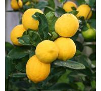 Plant Theory Lemon Meyer Indoor Citrus Tree Fruiting Christmas Plants 15Cm Pot 45Cm Tall
