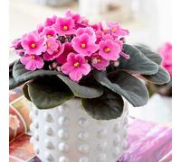 Plant Theory Light Pink African Violet Saintpaulia Indoor Flowering Plant 12Cm Pot 15Cm Tall