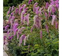 Plant Theory Lilac Squirrel Burnet Perennials Flowering Plant Sanguisorba Hakusanensis 2L Pot