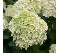 Plant Theory Limelight Outdoor Shrub Plant Hydrangea Paniculata Flowering Plants 2L Pot