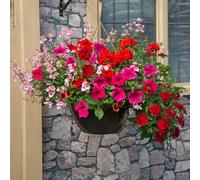 Plant Theory Lipstick Easy Speed Planter Preplanted plants for Baskets Pots Plant Theory Multicolor