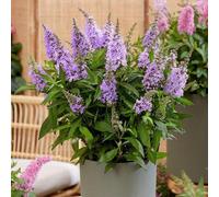 Plant Theory Little Lila Butterfly Bush Outdoor Shrub Plant Buddleja 2L Pot in Green Plant Theory Green