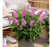 Plant Theory Little Pink Butterfly Bush Outdoor Shrub Plant Buddleja 2L Pot in Green Plant Theory Green