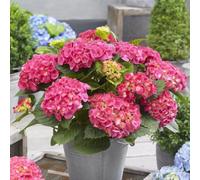 Plant Theory Little Pink Mophead Hydrangea Shrub Plant Hydrangea Macrophylla 2L Pot