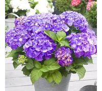Plant Theory Little Purple Mophead Hydrangea Shrub Plant Hydrangea Macrophylla 2L Pot in Green Plant Theory Green