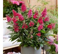 Plant Theory Little Ruby Butterfly Bush Outdoor Shrub Plant Buddleja 2L Pot