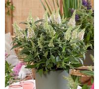 Plant Theory Little White Butterfly Bush Outdoor Shrub Plant Buddleja 2L Pot in Green Plant Theory Green