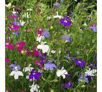 Plant Theory Lobelia Trailing Mixed Purple White Pot Basket Flowers 60 Seedlings Plant Theory Multicolor
