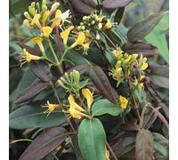 Plant Theory Lonicera Henryi Copper Beauty Yellow Flowering Climbing Plant 60Cm Cane 3L Pot