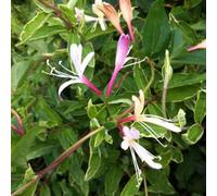 Plant Theory Lonicera Japonica Dart's World White Flowering Climbing Plant 60Cm Cane 3L Pot