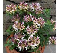 Plant Theory Lonicera Periclymenum Strawberries And Cream Burgundy Climbing Plant - 3L Pot