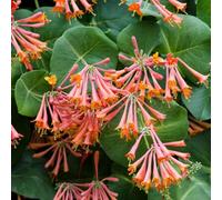 Plant Theory Lonicera Sempervirens Coral Honeysuckle Pink Climbing Plant 60Cm Cane 3L Pot