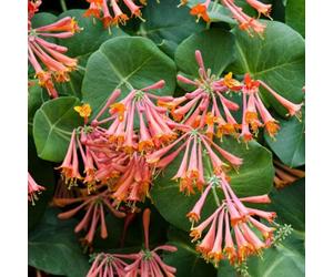 Plant Theory Lonicera Sempervirens Coral Honeysuckle Pink Climbing Plant 60Cm Cane 3L Pot