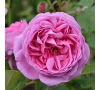 Plant Theory Louise Odier Rose Bush Pink Flowering Roses Bourbon Rose 4L Pot Plant Theory Pink