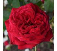 Plant Theory Loving Memory Rose Bush Red Flowering Roses Hybrid Tea Rose 4L Pot Plant Theory Red
