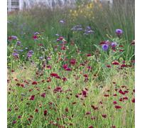 Plant Theory Macedonian Scabious Perennials Flowering Plants Knautia Macedonica 2L Pot
