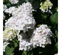Plant Theory Madame Emile Mouillère Shrub Plant Hydrangea Macrophylla 2L Pot in Green Plant Theory Green