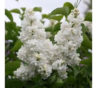 Plant Theory Madame Lemoine Common Lilac Shrub Plant Syringa Vulgaris 3L Pot in Green Plant Theory Green