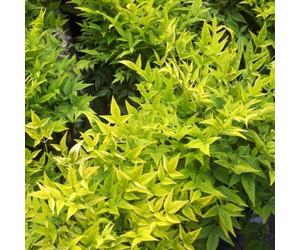 Plant Theory Magical Lemon And Lime Heavenly Bamboo Shrub Plant Nandina 10L Pot 30Cm - 50Cm