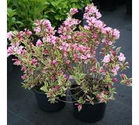 Plant Theory Magical Rainbow Outdoor Shrub Plant Weigela Florida 2L Pot
