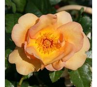 Plant Theory Maigold Rose Bush Yellow Flowering Roses Climbing Rose 4L Pot