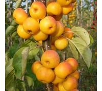 Plant Theory Malus Butterball Crab Apple Fruiting Outdoor Fruit Tree 12L Pot 1.2M - 1.5M