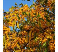 Plant Theory Malus Comtesse De Paris Crab Apple Outdoor Fruit Tree 12L Pot 1.2M - 1.5M