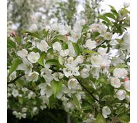 Plant Theory Malus Evereste Crab Apple Outdoor Fruit Tree Bare Root MM106 Rootstock 1.2m in Green Plant Theory Green