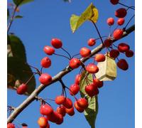 Plant Theory Malus Indian Magic Crab Apple Outdoor Fruit Tree Bare Root 1.2M