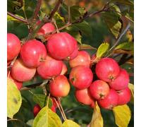 Plant Theory Malus Jelly King Crab Apple Outdoor Fruit Tree Bare Root 1M