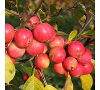 Plant Theory Malus Jelly King Crab Apple Outdoor Fruit Tree Bare Root 1m in Green Plant Theory Green