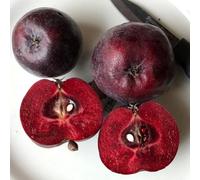 Plant Theory Malus Roberts Crab Dr Campbells Crab Apple Outdoor Fruit Tree Bare Root