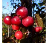 Plant Theory Malus Toringo Scarlett Crab Apple Outdoor Fruit Tree Bare Root 1.2M